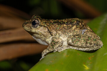 Australian Peron's Tree Frog resting on green leaf
