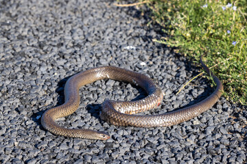 Road kill Australian Eastern Brown Snake