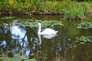 優雅に泳ぐ美しい白鳥
