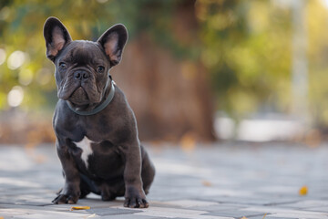 Active, smile and happy grey French bulldog puppy dog outdoors in grass park on sunny autumn day