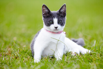 Nature, animal and cat playing in grass at an outdoor garden or park with pink collar and leaves. Cute, adorable and small kitten feline pet having fun in sunlight on a field in countryside.