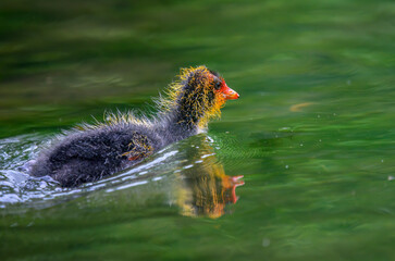 Australian coot chick swimming with colourful reflections in water. Auckland.