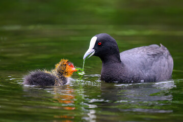 Australian coot mother feeding chick with waterseed in water. Auckland.