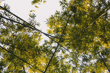 yellow bamboo leaves against blue sky
