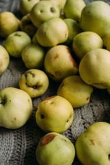 A lot of green apples lie on the surface. Harvest from your own garden. Some apples are fresh, some are already rotten, with traces of impact. Preparations for the winter, making jam
