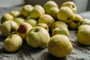 A lot of green apples lie on the surface. Harvest from your own garden. Some apples are fresh, some are already rotten, with traces of impact. Preparations for the winter, making jam