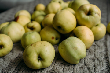A lot of green apples lie on the surface. Harvest from your own garden. Some apples are fresh, some are already rotten, with traces of impact. Preparations for the winter, making jam