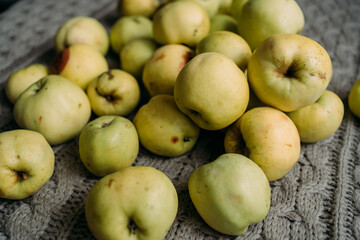 A lot of green apples lie on the surface. Harvest from your own garden. Some apples are fresh, some are already rotten, with traces of impact. Preparations for the winter, making jam