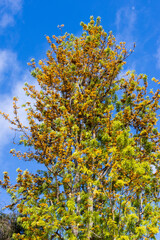 autumn leaves against blue sky