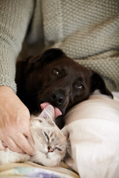 Cat, dog and person relax in bed with calm, comfort and care in home with love of owner. Pet, lick and portrait of animals sleeping together in lap of woman or healthy kitten and puppy with support
