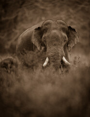 Wild Elephant, Wild Tusker, Asian Elephant, Beautiful Tusker, The Wild Elephant, Sri Lanka