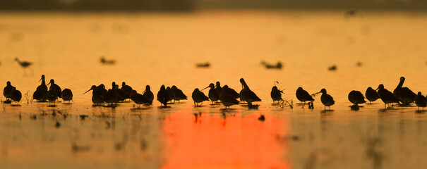 Birds, Wildlife photography, Beautifull birds, flamingo, Heron, Eagle, Sri Lanka