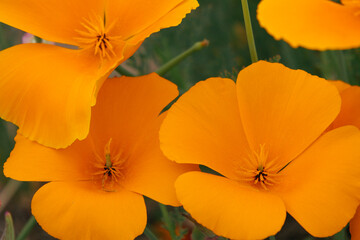  Close up of California Poppies flower