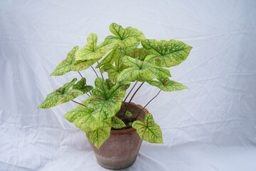 tricolor dotted green caladium plant on white background 