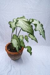 Caladium Angel Wings, Lance-Leaf Caladium, Strap-Leaf Caladium White Wing Caladium 