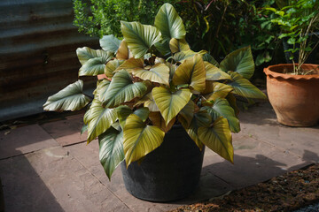 Homalomena cf. aromatica plant in natural light