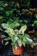 Syngonium Albo variegated plant in clay pot