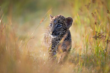 Leopard, wildlife, leopard print, nature, animals, wildlife photography, big cats, Sri Lanka, Leopard cub, 