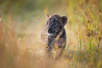 Selbstklebende Fototapeten Leopard, wildlife, leopard print, nature, animals, wildlife photography, big cats, Sri Lanka, Leopard cub,  © Janaka