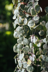 Variegated String of Hearts plant 