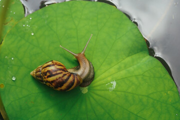 snail on  lotus leaf