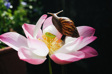 Land snail crawling on pink lotus flower 
