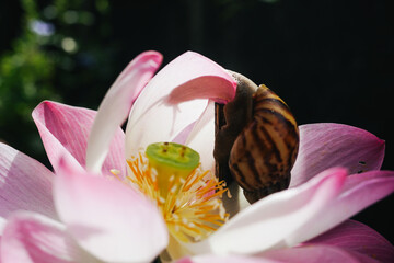 Land snail crawling on pink lotus flower 
