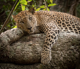 Leopard, wildlife, leopard print, nature, animals, wildlife photography, big cats, Sri Lanka, Leopard cub, 