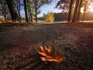 autumn in the forest lake