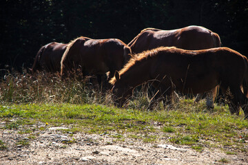herd of horses grazing