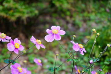 薄紫色の美しい花・シュウメイギクのクローズアップ