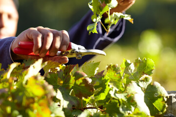 Hands, leaves in vineyard and agriculture, person with harvest for wine industry, tools and farming...