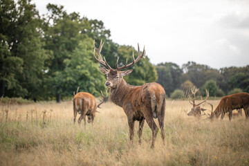Herd of wild red deer grazing and crossing meadows near the forest in England.