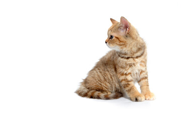 Abyssinian red kitten on a white isolated background