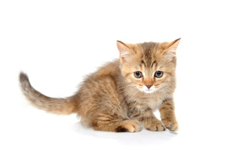 Fototapeta premium Abyssinian red kitten on a white isolated background