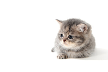 Obraz premium Fluffy purebred gray kitten on a white isolated background
