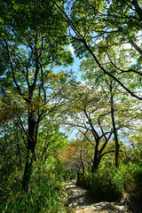 森の中の風景。六甲山の登山道で森林浴を楽しむ。