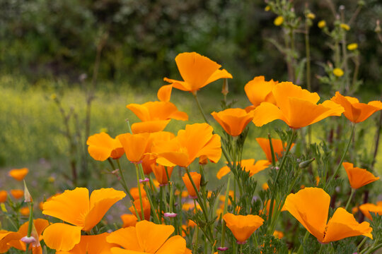 field of yellow flowers - Powered by Adobe