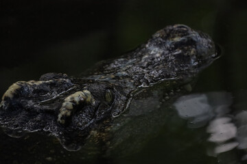 Close up head crocodile is show head in river