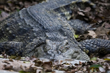 Close up the crocodile is sleep and rest in garden