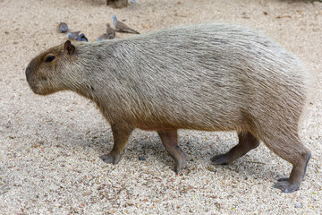 The capinara is biggest rat and cute animal