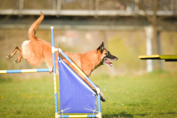 Dog is jumping over the hurdles. Amazing day on czech agility privat training