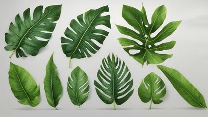 a set of green leaves on a white background