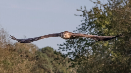 a golden eagle flying. It is in flight and captured with its wings spread and the wing tips turned up - 669394337