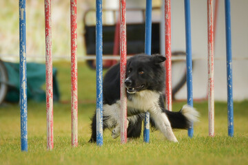 Dog is running slalom on his agility training on agility summer camp czech agility slalom.