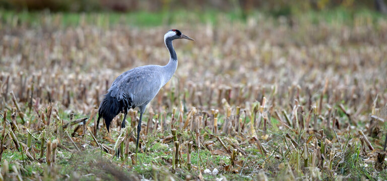 Cranes (Grus grus) in a harvested corn field // Kraniche (Grus grus) in einem abgeernteten Mais-Feld - Diepholzer Moorniederung, Germany