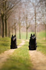 Obraz na płótnie Canvas Two dogs of schipperke are sitting in grass. Summer day in nature with dogs. walk with dog. 