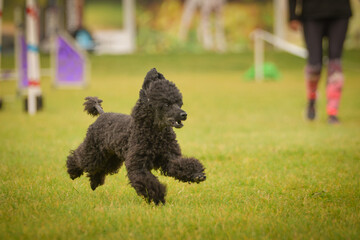 Dog is running in agility.  Amazing evening, Hurdle having private agility training for a sports competition