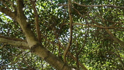 Squirrel on tree,sun rays through tree leaves, green tree