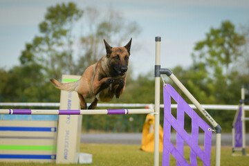 Dog is jumping over the hurdles. Amazing day on czech agility privat training